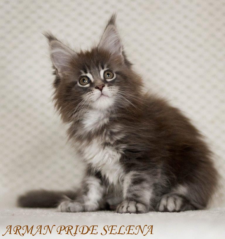 ����-��� �� ��������� ����� Arman Pride