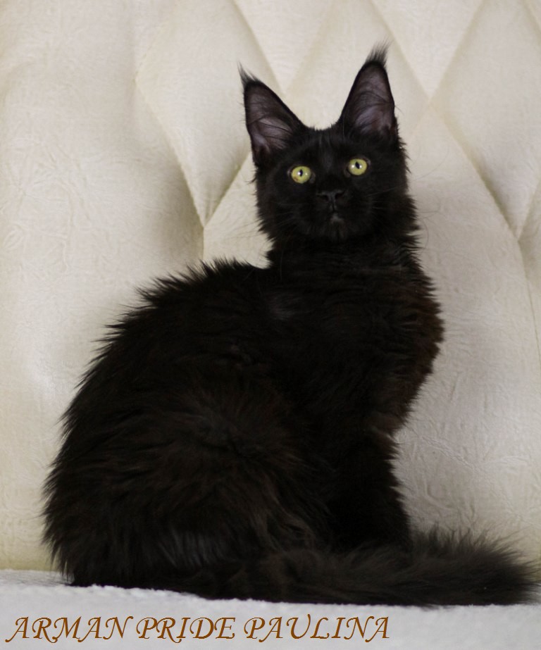 ����-��� �� ��������� ����� Arman Pride