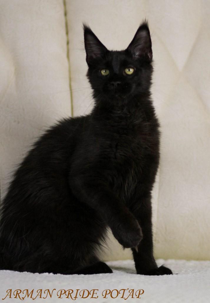 ����-��� �� ��������� ����� Arman Pride