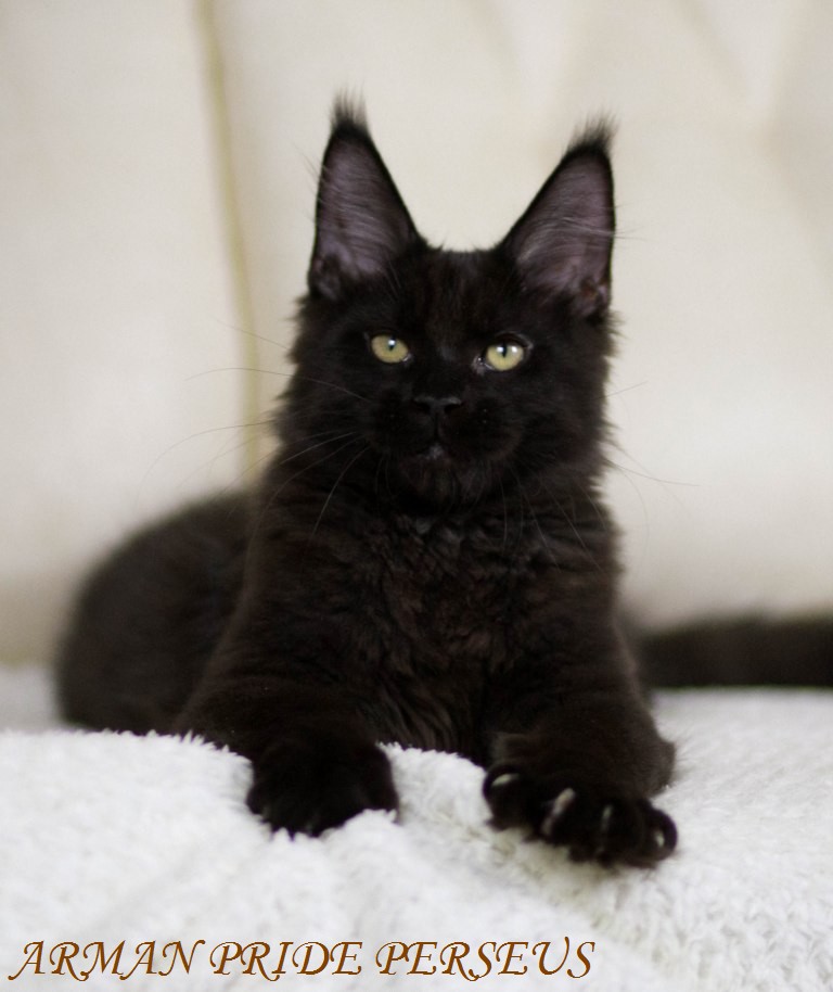 ����-��� �� ��������� ����� Arman Pride