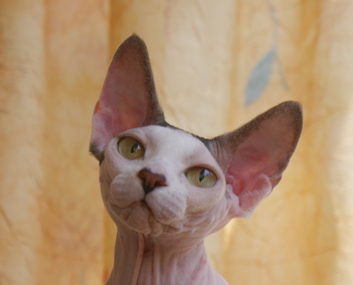 ������ (��������� ������) �� ��������� ����� Golden Baet