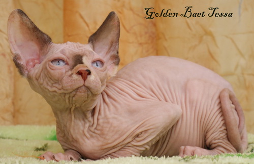 ������ (��������� ������) �� ��������� ����� Golden Baet