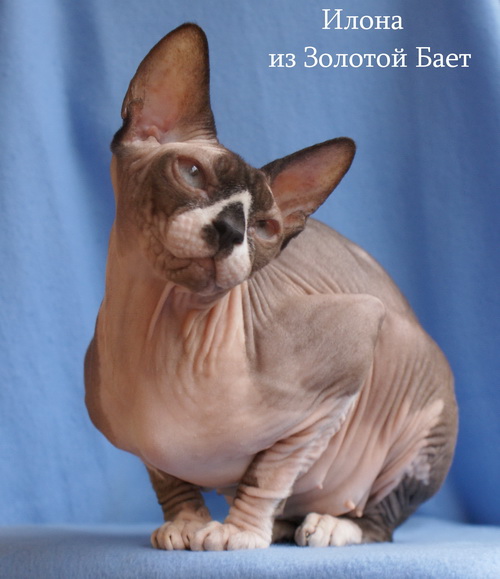 ������ (��������� ������) �� ��������� ����� Golden Baet