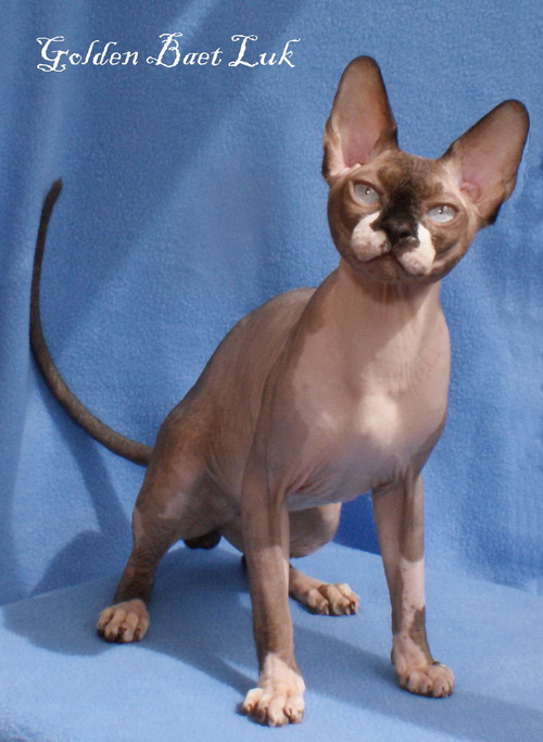 ������ (��������� ������) �� ��������� ����� Golden Baet