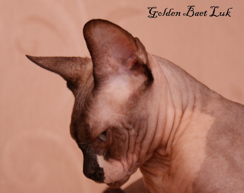 ������ (��������� ������) �� ��������� ����� Golden Baet