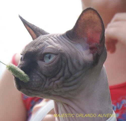 ������ (��������� ������) �� ��������� ����� Golden Baet