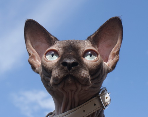 ������ (��������� ������) �� ��������� ����� Golden Baet