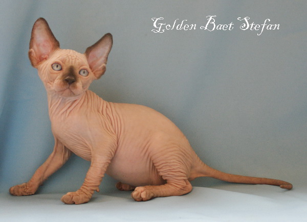 ������ (��������� ������) �� ��������� ����� Golden Baet