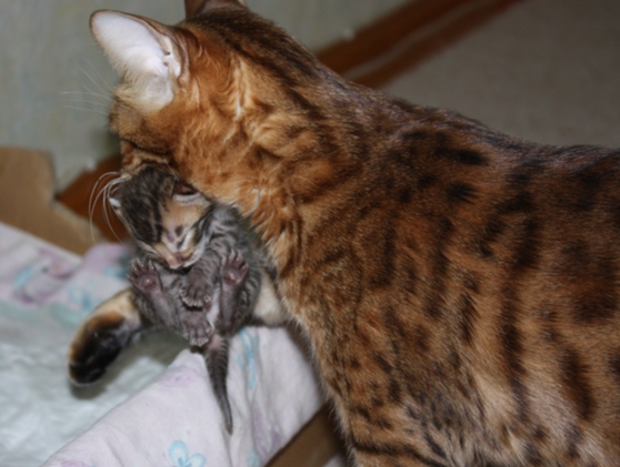 ����������� �����