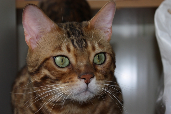 ����������� ����� �� ��������� ����� Germes