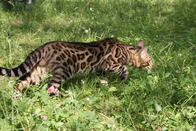 ����������� ����� �� ��������� ����� Germes