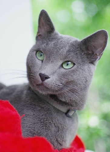 ������� ������� �����. ��������