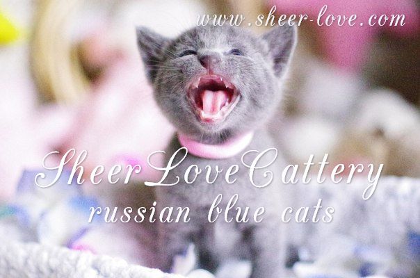 ������� ������� �����. ��������