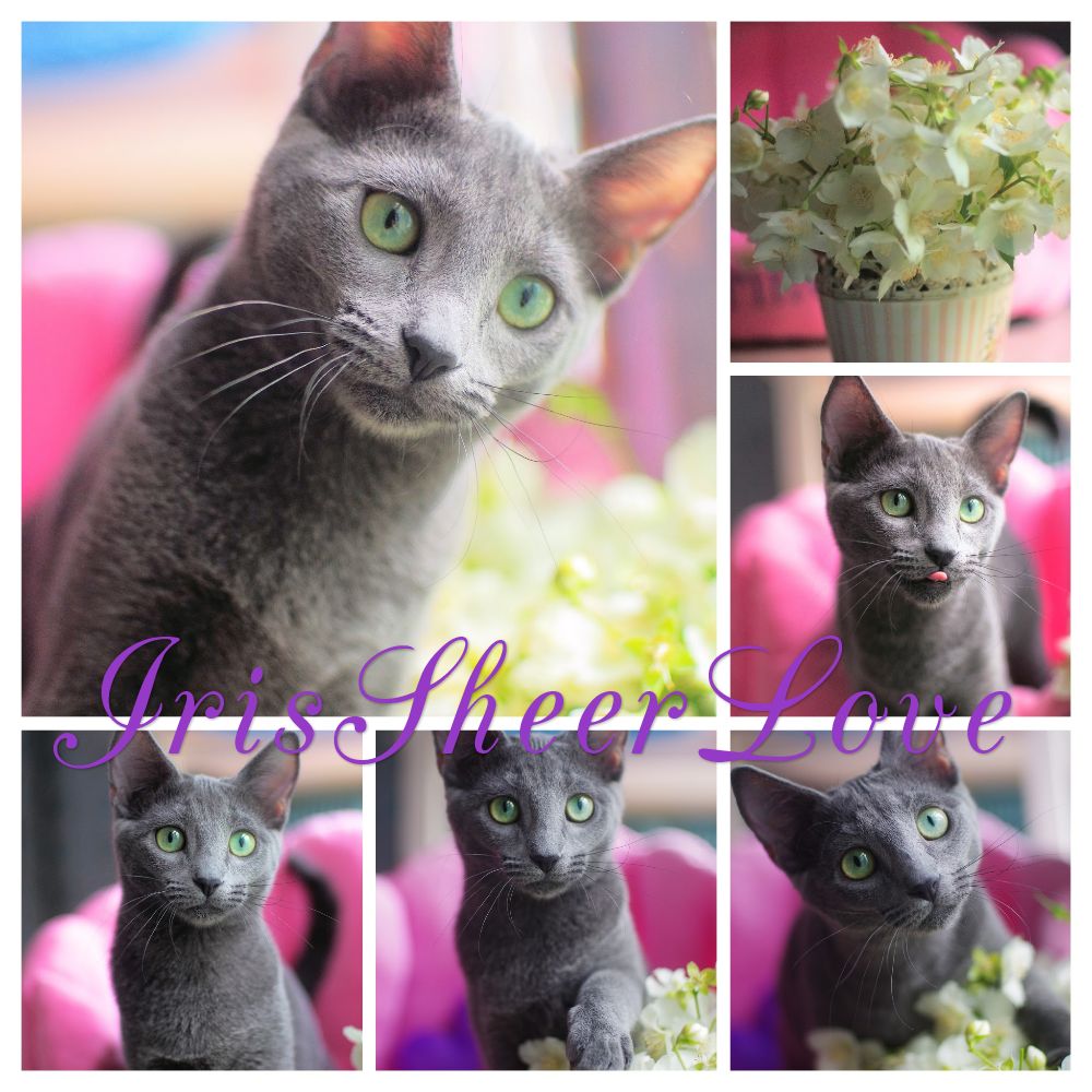 ������� ������� �����. ��������