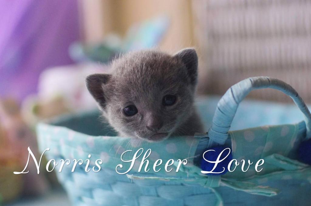 ������� ������� �����. ��������