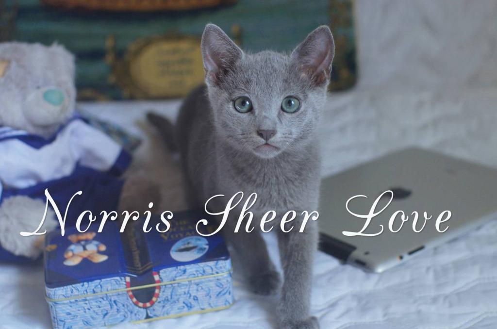 ������� ������� �����. ��������