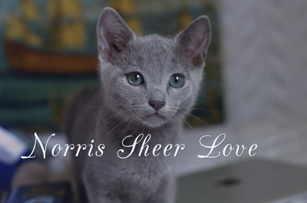 ������� ������� �����. ��������