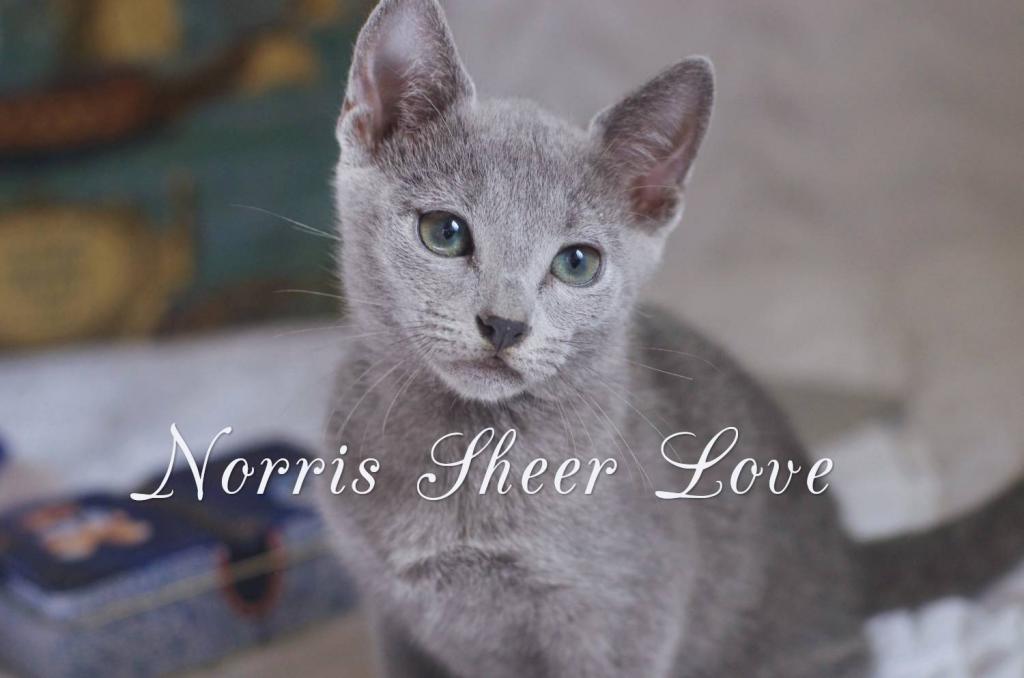 ������� ������� �����. ��������