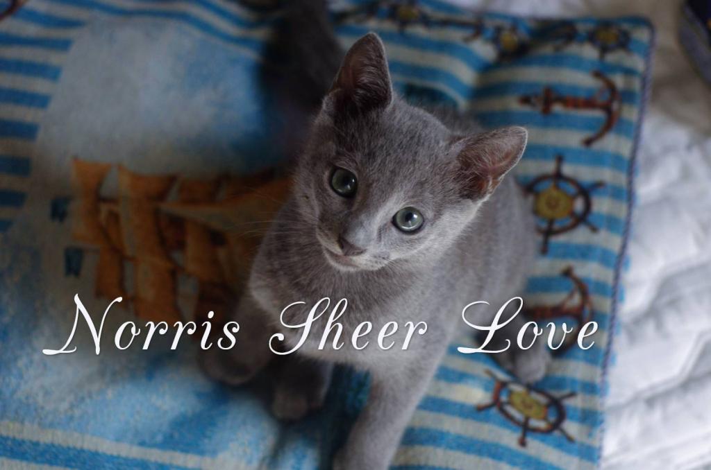 ������� ������� �����. ��������