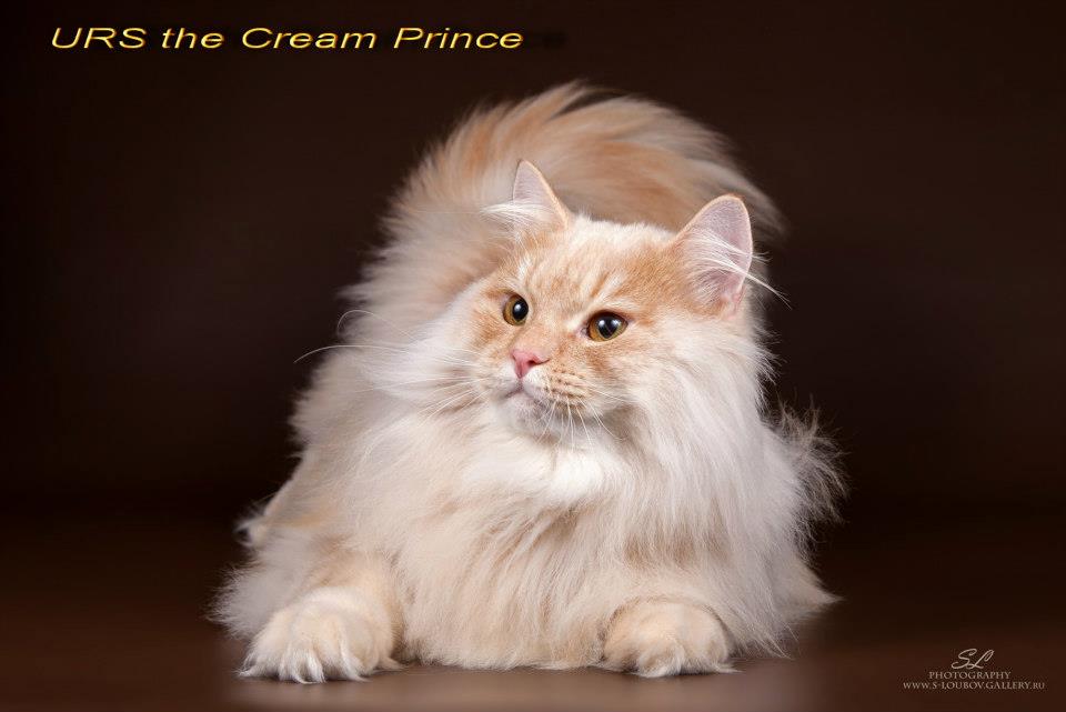 ��������� ����� �� ��������� ����� Starsiberia