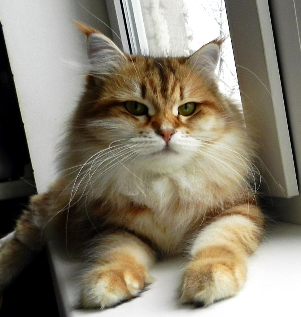 ��������� ����� �� ��������� ����� Starsiberia