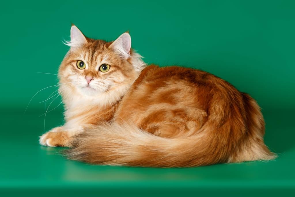 ��������� ����� �� ��������� ����� Starsiberia