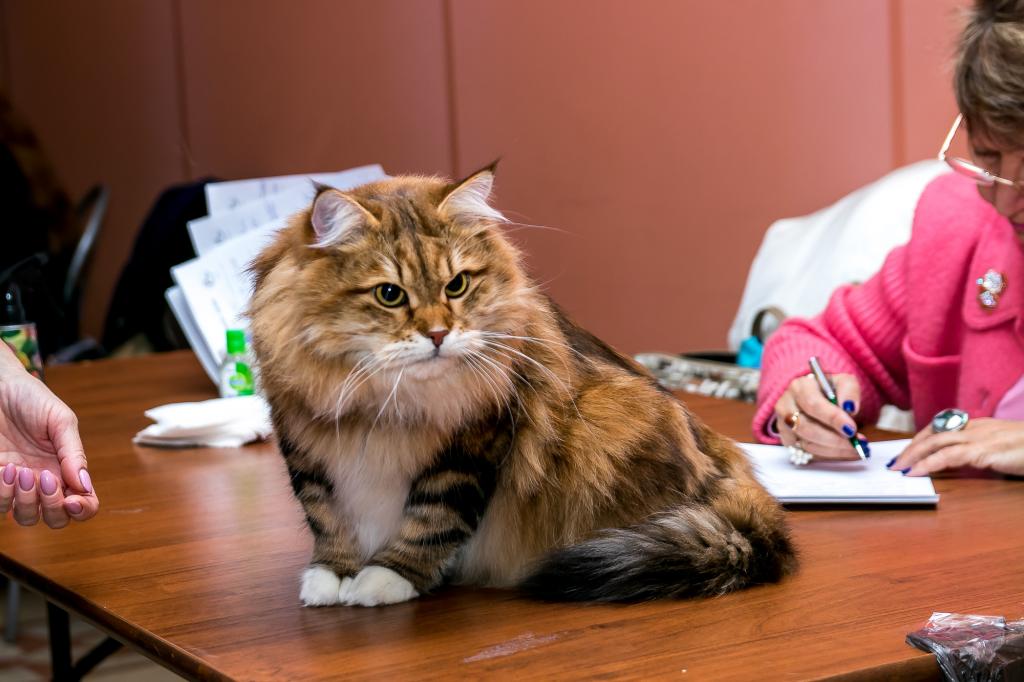 ��������� ����� �� ��������� ����� Starsiberia