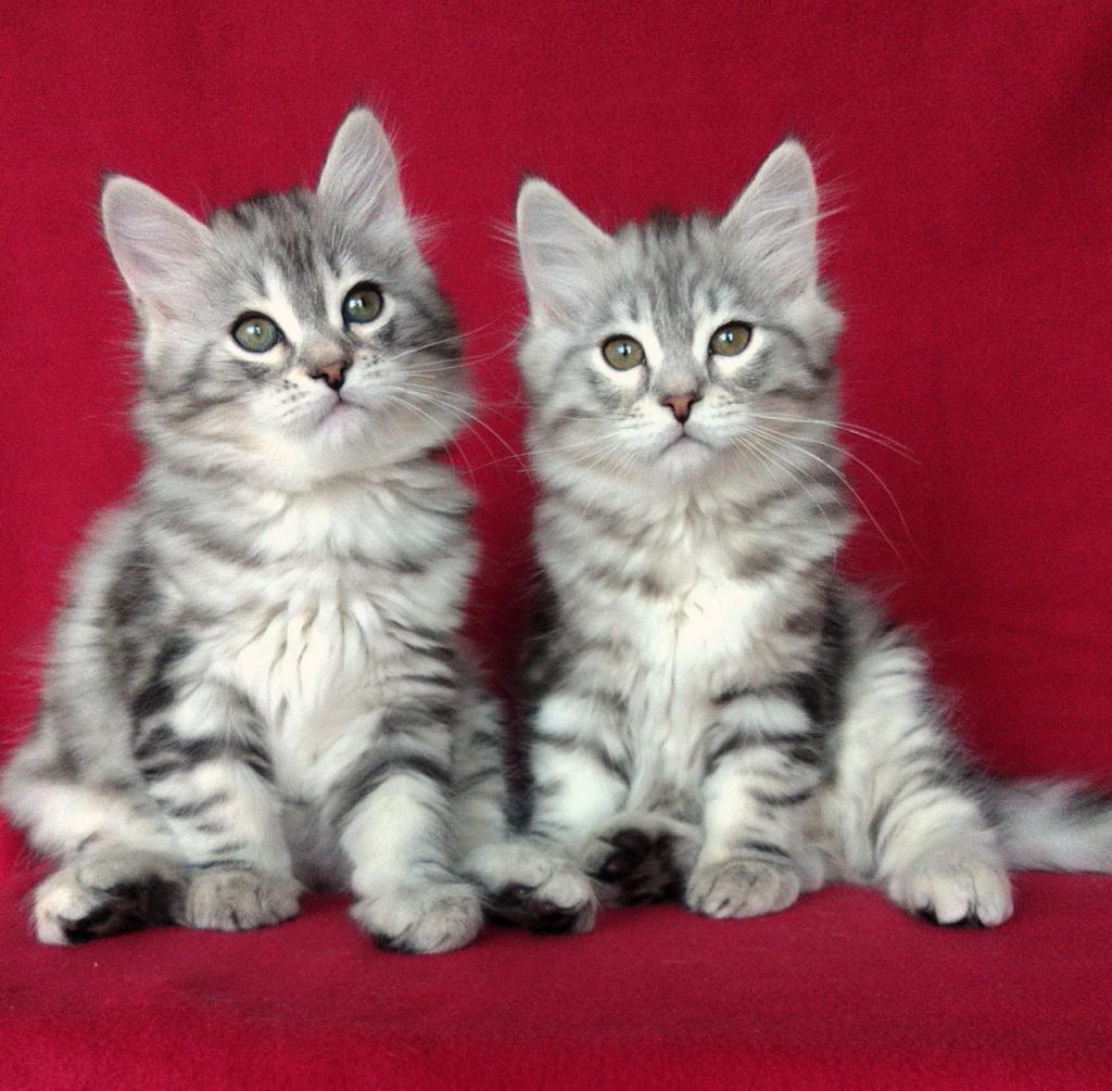 ��������� ����� �� ��������� ����� Starsiberia