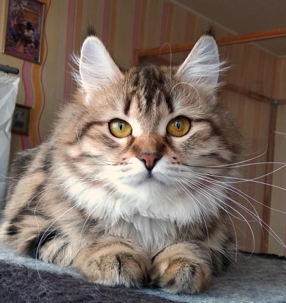 ��������� ����� �� ��������� ����� Starsiberia