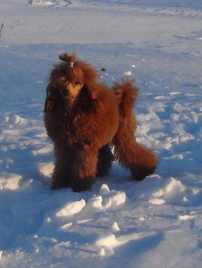 ������ ������� (�����������) �� ��������� ����� ������� ������