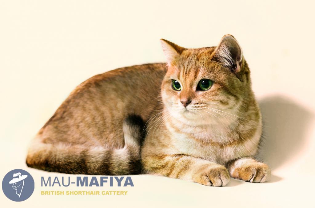 ���������� ���������������. ��������