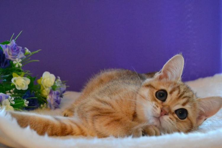 ���������� ���������������. ��������