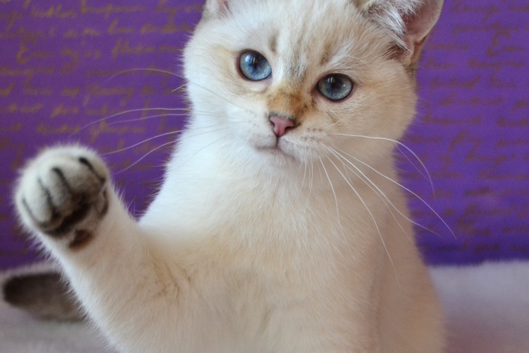 ���������� ���������������. ��������