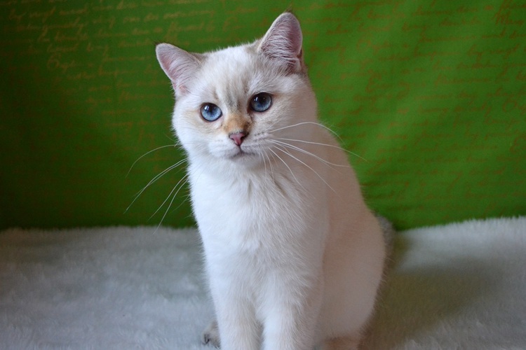 ���������� ���������������. ��������