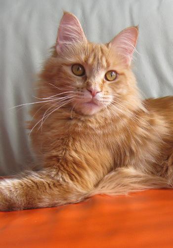 ����-���. ��������