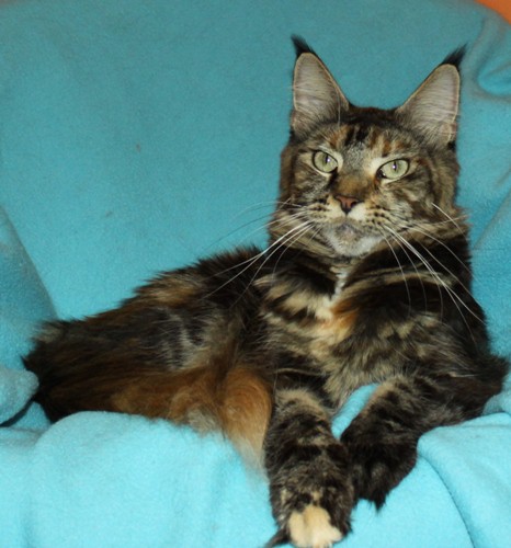 ����-���. ��������