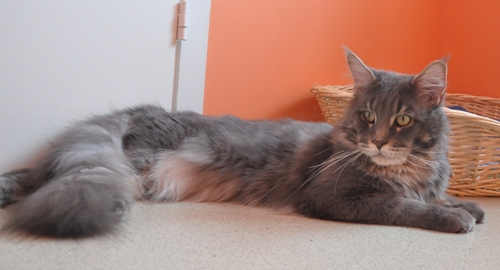 ����-���. ��������