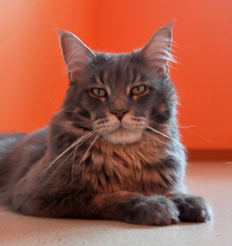 ����-���. ��������