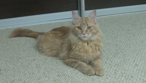 ����-���. ��������