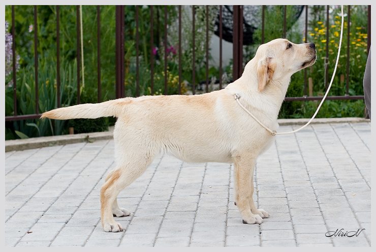 ����������. ��������