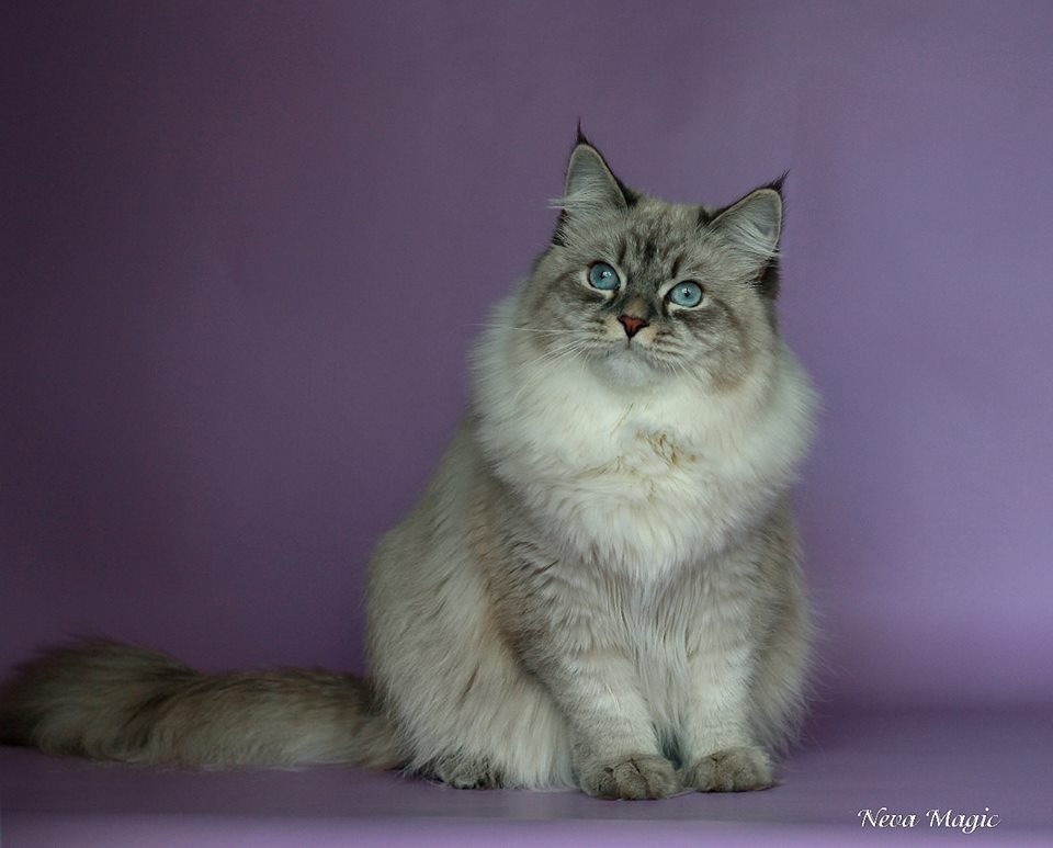 ������� �����������. ��������