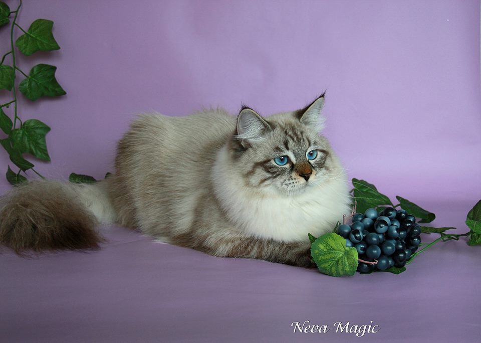 ������� �����������. ��������