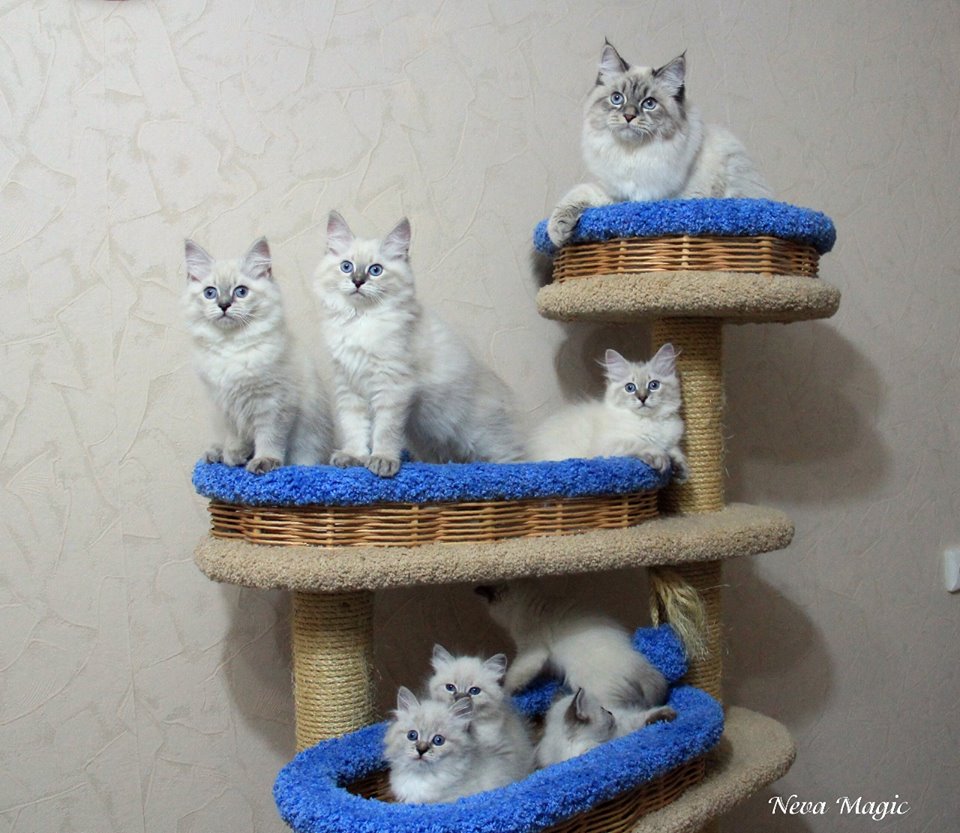 ������� �����������. ��������