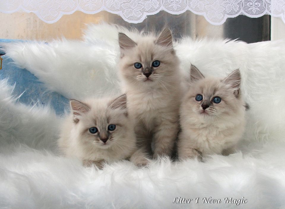 ������� �����������. ��������