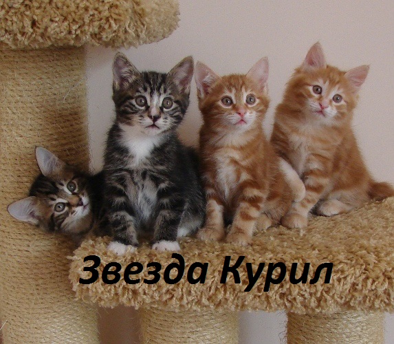 ���������� �������. ��������