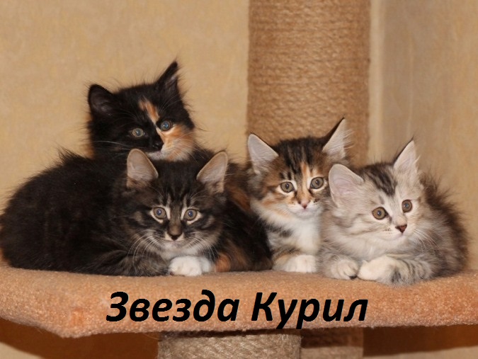 ���������� �������. ��������