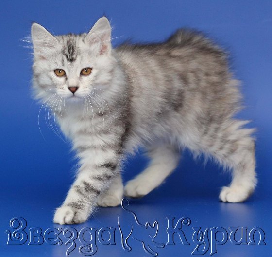 ���������� �������. ��������