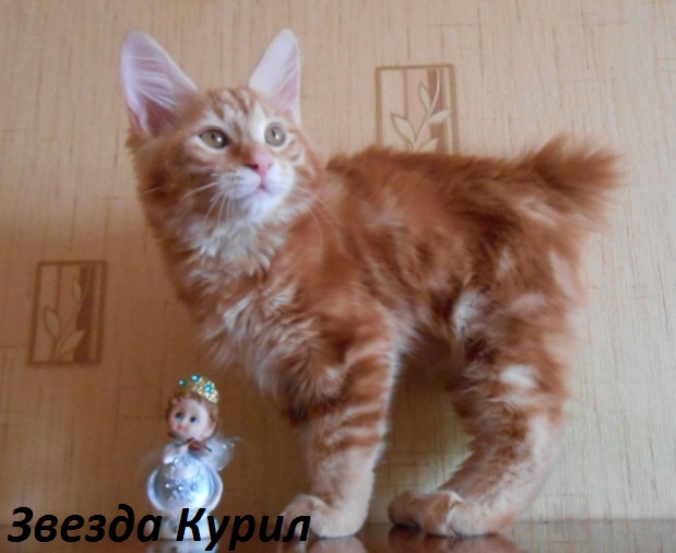 ���������� �������. ��������