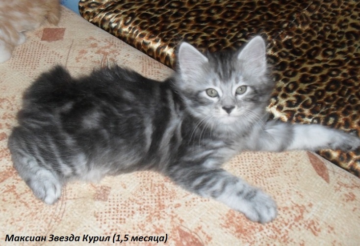 ���������� �������. ��������