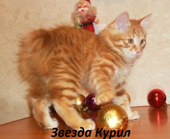 ���������� �������. ��������